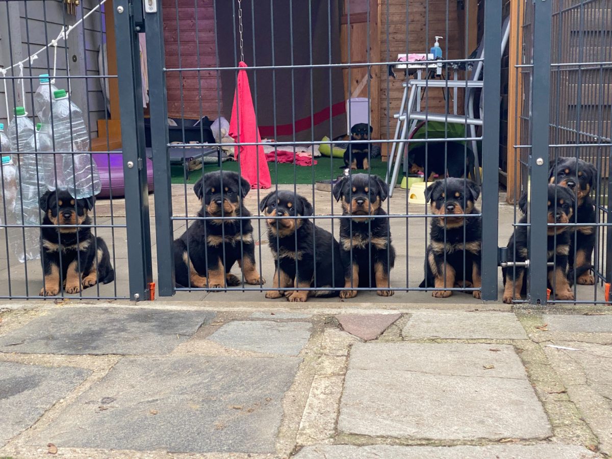 Home [www.rottweiler-vom-hause-ronin.de]